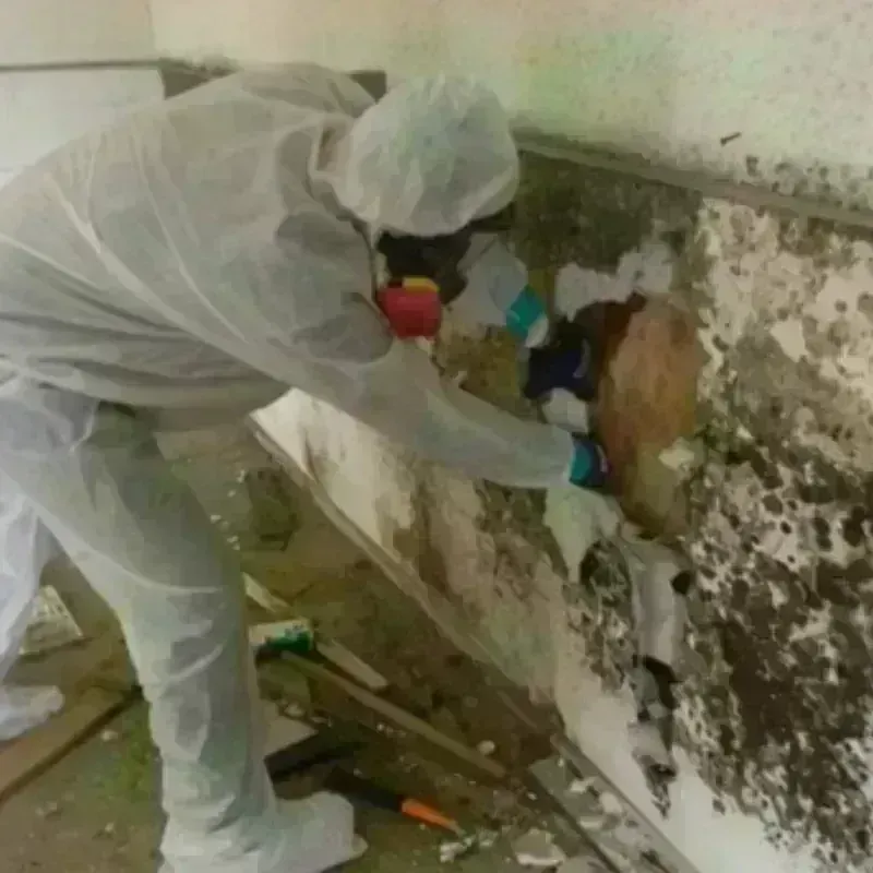 Mold Remediation and Removal in Chisholm, MN